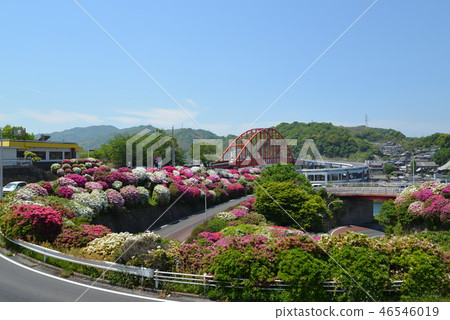 Ototo Ohashi and Azalea (Kashiwa City, Hiroshima Prefecture) 46546019