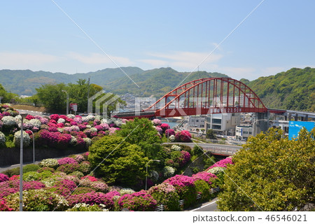 Ototo Ohashi and Azalea (Kashiwa City, Hiroshima Prefecture) 46546021
