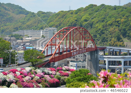 Ototo Ohashi and Azalea (Kashiwa City, Hiroshima Prefecture) 46546022