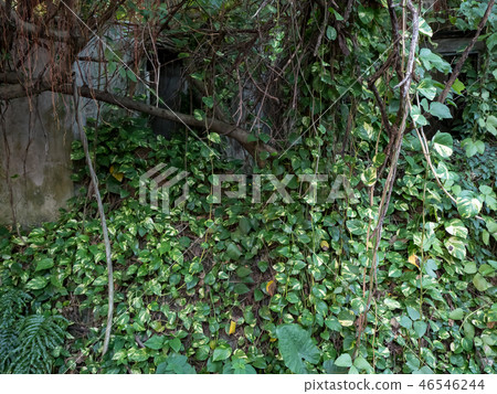 old wall with green ivy background 46546244