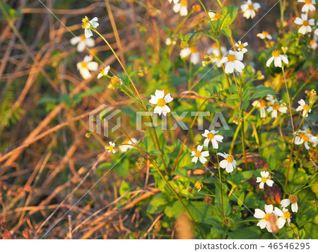 Koshironosendangusa in full bloom 46546295