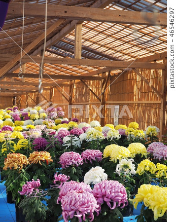 Kikuhana Exhibition 46546297