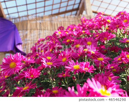 Kikuhana Exhibition 46546298