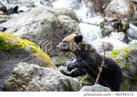 Shiretoko Peninsula, Hokkaido Brown bear Shiretoko Peninsula, Hokkaido Brown bear 46546372