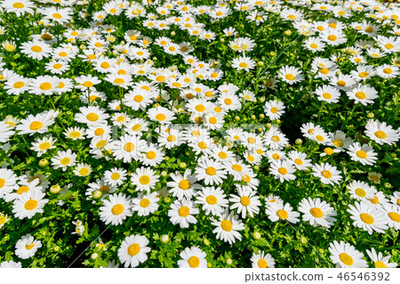 Flower garden Flower garden 46546392