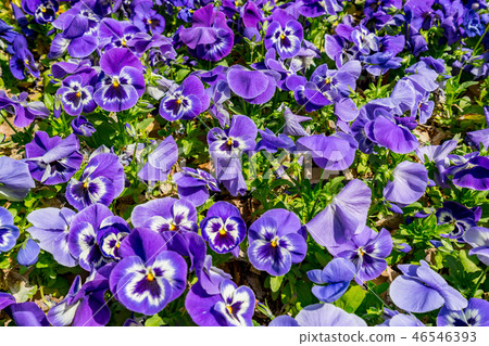 Flower garden Flower garden 46546393