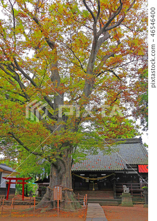A large tree that has begun to color in front of the main hall A large tree that has begun to color in front of the main hall 46546400