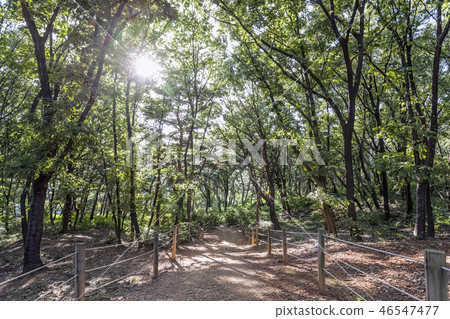 Walkway, Forest, Jeongryeunggung, Gangnam-gu, Seoul Walkway, Forest, Jeongryeunggung, Gangnam-gu, Seoul 46547477