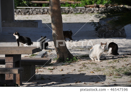 Condo beach's cat Condo beach's cat 46547596
