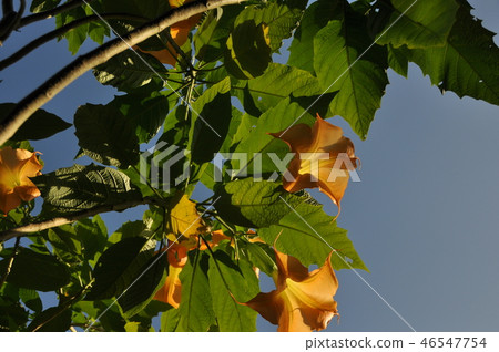 天使小號 46547754