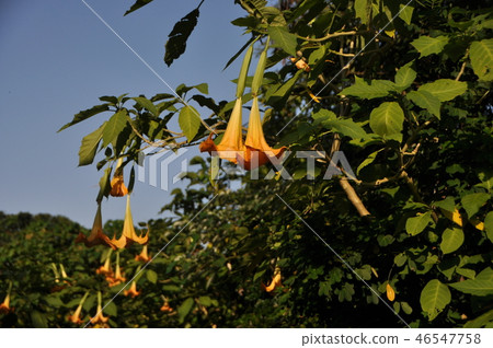 Angel trumpet Angel trumpet 46547758