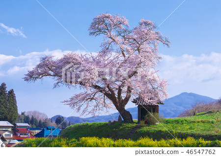 One cherry tree - cherry blossoms of Ozawa 46547762