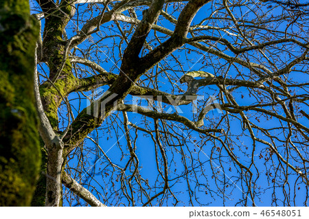Leafless tree stem covered with moss, springtime Leafless tree stem covered with moss, springtime 46548051