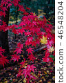 在秋天的秋葉雨中弄濕了 46548204