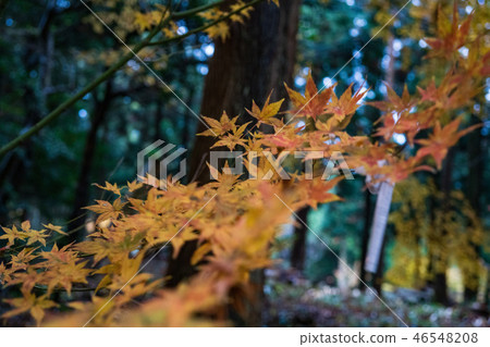 在秋天的秋葉雨中弄濕了 46548208