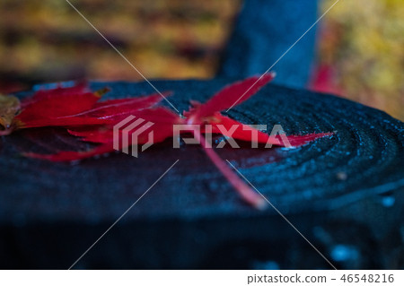 在秋天的秋葉雨中弄濕了 46548216