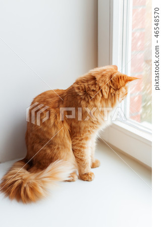 Cute ginger cat siting on window sill Cute ginger cat siting on window sill 46548570