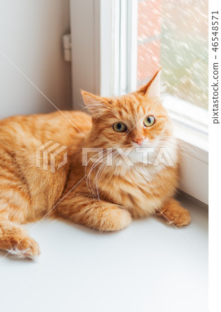 Cute ginger cat siting on window sill Cute ginger cat siting on window sill 46548571