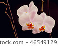 orchid on a black background 46549129