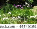 Yukimura的花園3 46549169