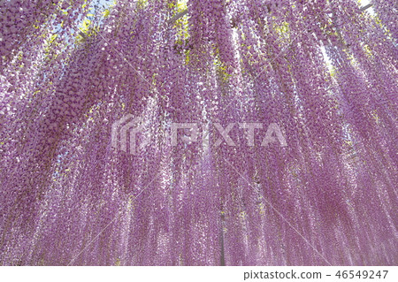 Pink wisteria flower Ashikaga Flower Park 46549247