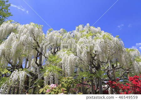 Shirafuji Ashikaga花卉公園 Shirafuji Ashikaga花卉公園 46549559
