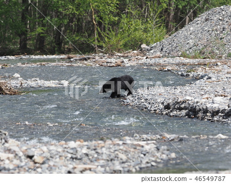 Asian black bears 46549787