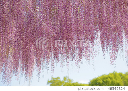 桃紅色紫藤花Ashikaga花公園 桃紅色紫藤花Ashikaga花公園 46549824