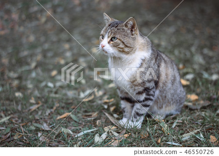 Cute domestic cat sitting on the grass in autumn Park 46550726