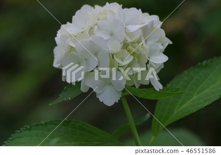 白色繡球花 白色繡球花 46551586