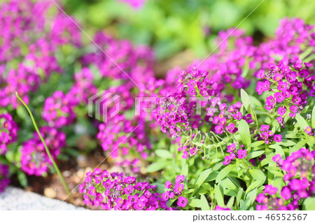 甜Allsum花 46552567