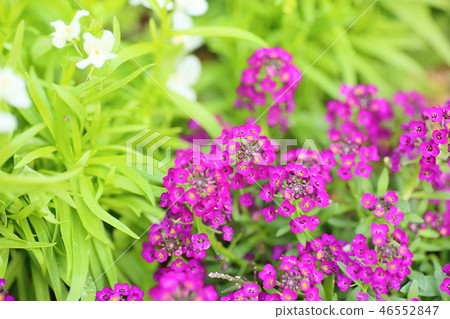 甜Allsum花 甜Allsum花 46552847