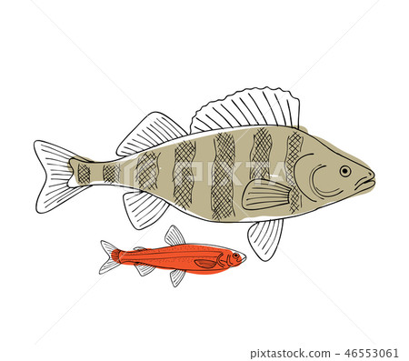 Fish, sketch for your design Fish, sketch for your design 46553061