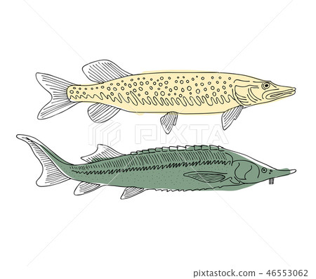 Fish, sketch for your design Fish, sketch for your design 46553062