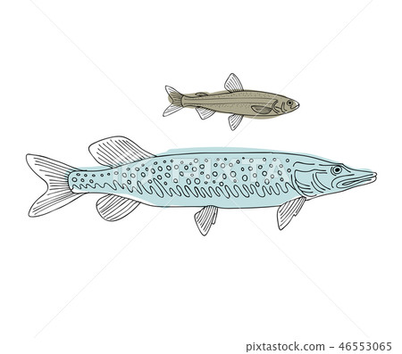 Fish, sketch for your design Fish, sketch for your design 46553065
