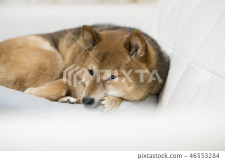 Shiba Inu放鬆 Shiba Inu放鬆 46553284