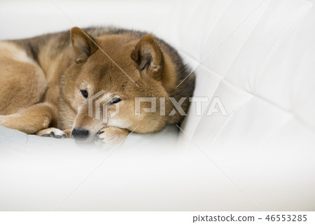 Shiba Inu放鬆 Shiba Inu放鬆 46553285
