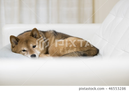 Shiba Inu放鬆 Shiba Inu放鬆 46553286