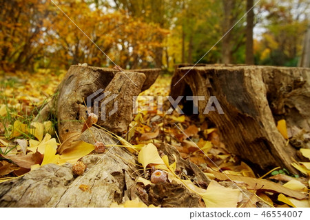 Stump and fallen leaves in late autumn 46554007