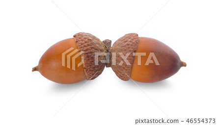 acorns on a white background acorns on a white background 46554373