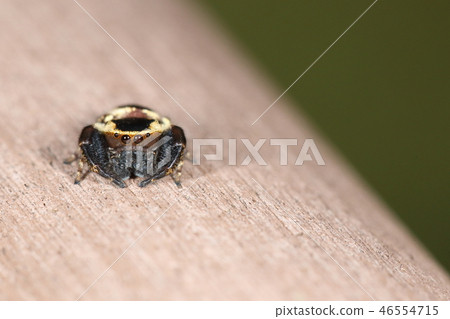 The creatures are spider crow flies and males. Type that gazes with round eyes when something happens The creatures are spider crow flies and males. Type that gazes with round eyes when something happens 46554715