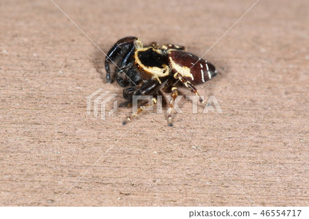 The creatures are spider crow flies and males. Big head. Black body with light edging. This individual is a little reddish The creatures are spider crow flies and males. Big head. Black body with light edging. This individual is a little reddish 46554717