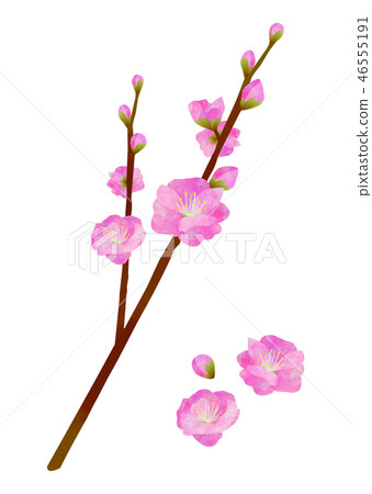 桃花 桃花 46555191