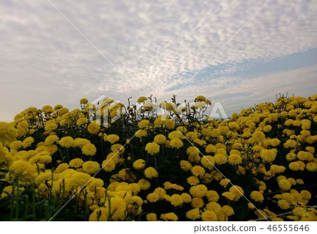 在惡劣天氣下,開放式菊花。 在惡劣天氣下,開放式菊花。 46555646