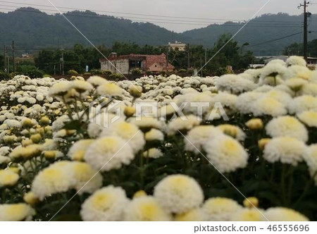 在惡劣天氣下,開放式菊花。 在惡劣天氣下,開放式菊花。 46555696
