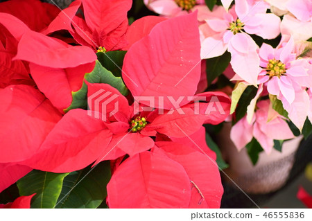 紅色一品紅花 46555836