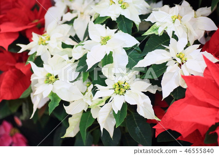 白色一品紅花 白色一品紅花 46555840