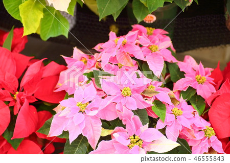 一品紅花 一品紅花 46555843