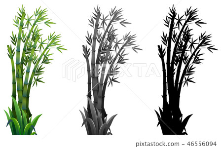 Set of bamboo plant Set of bamboo plant 46556094
