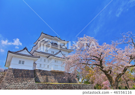 [Kanagawa Prefecture] Cherry blossoms in full bloom and Odawara Castle 46556116
